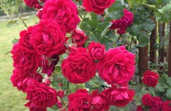 Roses (Cramoisi Superieur)